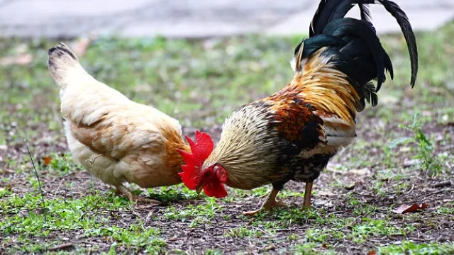 Cách chăm sóc gà chọi đi đá