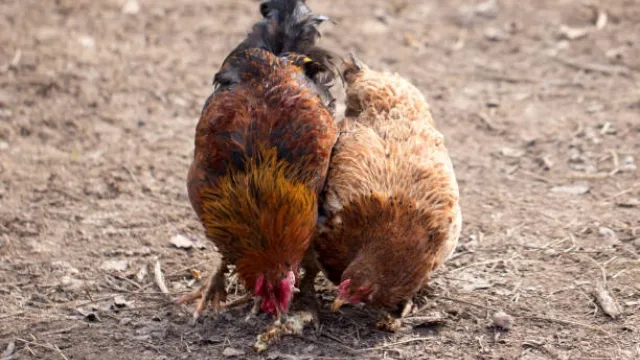 Cách nuôi gà tre đá tơ