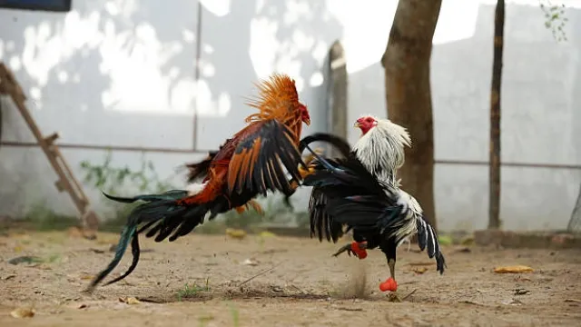 Cách nuôi gà đá bị gãy cánh