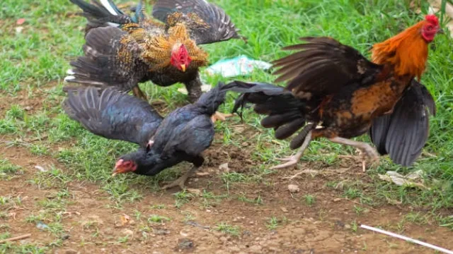 Cách nuôi gà đá tốt nhất